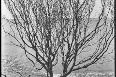 Nr08-05_Rügen-1984