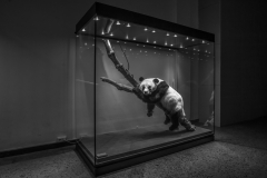 Nr.11c_119-Naturkundemuseum-13.2.2017-