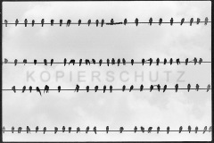 Nr13-049_Hiddensee-3.8.1994